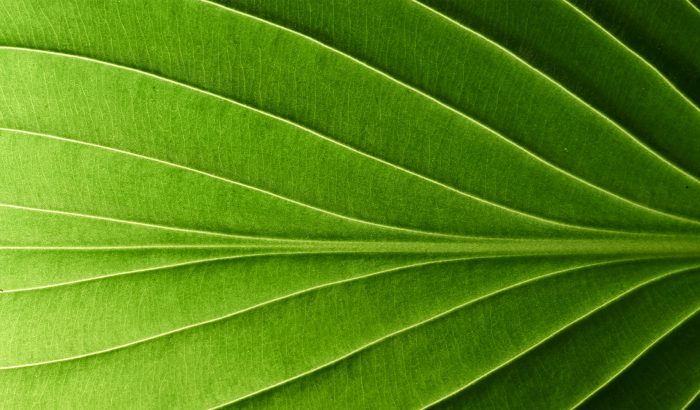 A Q&A on Growth with Ashwini Pable, Director of Strategy & Business